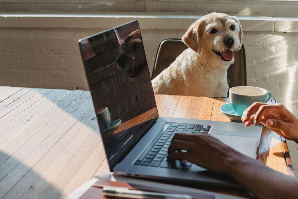 A smiling, happy dog sits on a chair in its owner’s work-at-home workplace, as the owner uses a laptop computer.